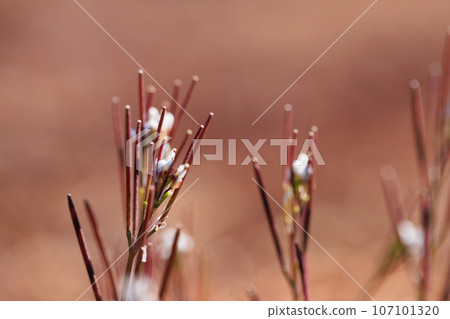 Eatable roadside white flowers Hairy bittercress 107101320