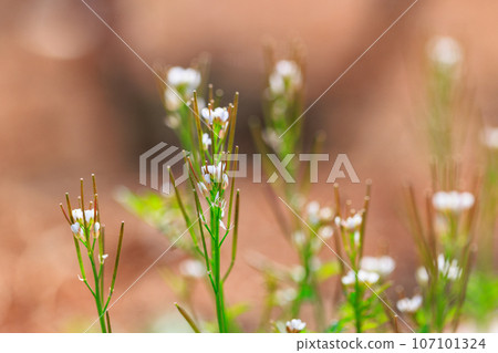 可食用的路邊白花多毛苦菜 107101324