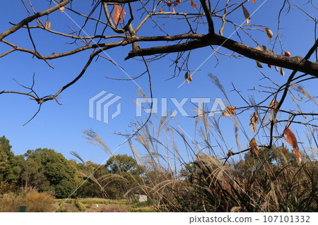 Susuki Susuki 107101332