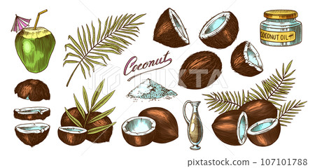 Coconut sketch. Tropical food and palm leaf. Retro ink style. Hand drawn vector illustration for 107101788