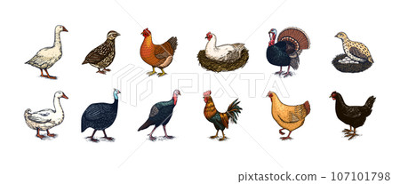 Domestic Chicken bird. Turkey, guinea fowl, goose, duck, quail. Hand drawn. Engraved Farm animal Domestic Chicken bird. Turkey, guinea fowl, goose, duck, quail. Hand drawn. Engraved Farm animal 107101798