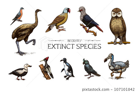 Extinct species. Wild mammal animals and birds.Dodo. Moa Passenger pigeon Great auk. Penguin 107101842