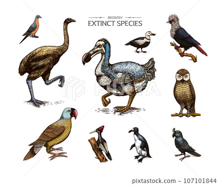 Extinct species. Wild mammal animals and birds.Dodo. Moa Passenger pigeon Great auk. Penguin 107101844