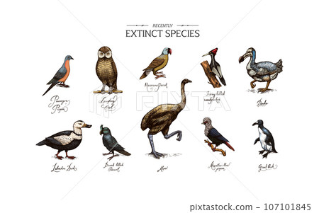 Extinct species. Wild mammal animals and birds.Dodo. Moa Passenger pigeon Great auk. Penguin Extinct species. Wild mammal animals and birds.Dodo. Moa Passenger pigeon Great auk. Penguin 107101845