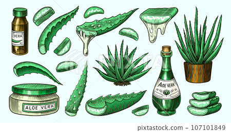 Aloe vera set. Sketch of Plant and bunch and leaves. Ingredient for herbal medicine or cosmetics Aloe vera set. Sketch of Plant and bunch and leaves. Ingredient for herbal medicine or cosmetics 107101849