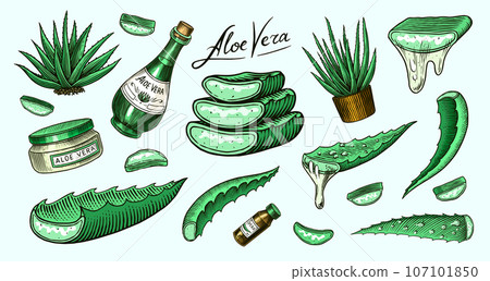 Aloe vera set. Sketch of Plant and bunch and leaves. Ingredient for herbal medicine or cosmetics 107101850