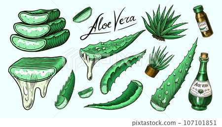 Aloe vera set. Sketch of Plant and bunch and leaves. Ingredient for herbal medicine or cosmetics 107101851