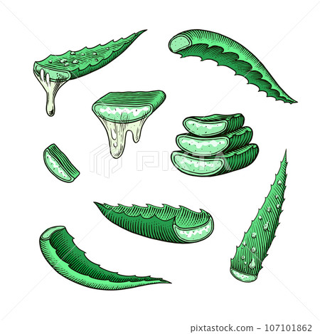 Aloe vera set. Sketch of Plant and bunch and leaves. Ingredient for herbal medicine or cosmetics 107101862