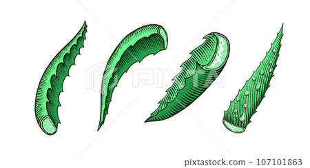 Aloe vera set. Sketch of Plant and bunch and leaves. Ingredient for herbal medicine or cosmetics 107101863
