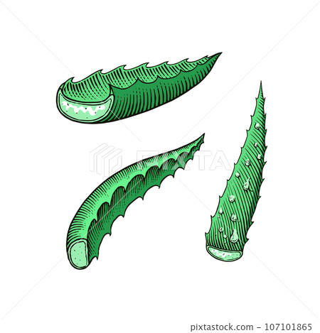Aloe vera set. Sketch of Plant and bunch and leaves. Ingredient for herbal medicine or cosmetics 107101865