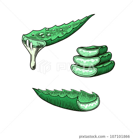 Aloe vera set. Sketch of Plant and bunch and leaves. Ingredient for herbal medicine or cosmetics 107101866