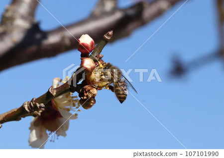 日本蜜蜂從梅花中採集花蜜 107101990
