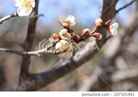 Japanese honey bee collecting nectar from plum blossoms 107101991