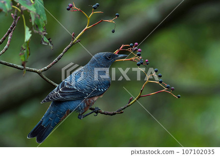 A male brown-spotted bulbul came to eat the fruit of the clownfish tree. A male brown-spotted bulbul came to eat the fruit of the clownfish tree. 107102035