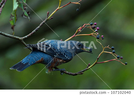 A male brown-spotted bulbul came to eat the fruit of the clownfish tree. 107102040