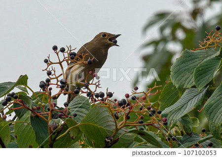 A female Orifolia perches on a branch. A female Orifolia perches on a branch. 107102053