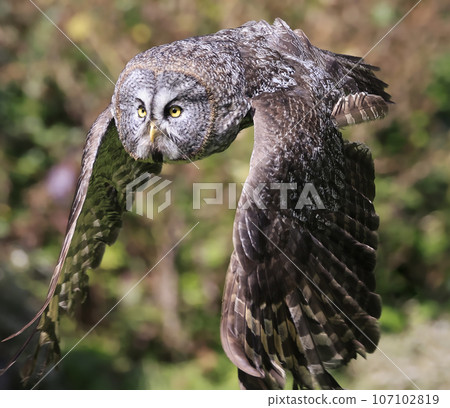 Great Grey Owl flying in the forest, Quebec, Canada Great Grey Owl flying in the forest, Quebec, Canada 107102819