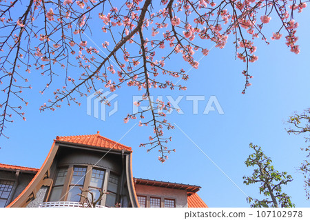 Nagoya city, cultural path Futabakan and scenery of cherry blossoms Nagoya city, cultural path Futabakan and scenery of cherry blossoms 107102978