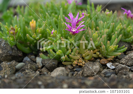 Pinus daisies blooming in the garden in early summer Pinus daisies blooming in the garden in early summer 107103101
