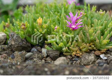 Pinus daisies blooming in the garden in early summer 107103102