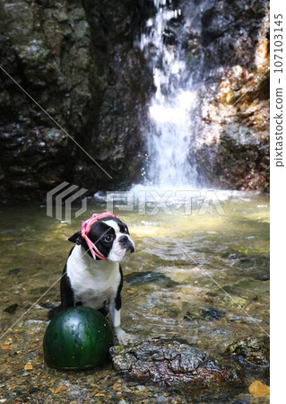 Mighty, a Boston terrier, wears goggles to watch over chilled watermelons at Shishigataki Falls in Moroyama Town ♡ Mighty, a Boston terrier, wears goggles to watch over chilled watermelons at Shishigataki Falls in Moroyama Town ♡ 107103145
