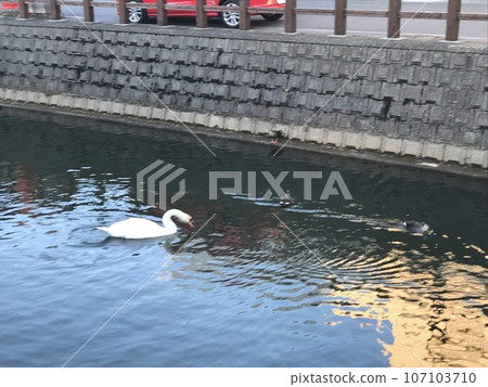 千葉縣佐原市小野川裡游泳的疣鼻天鵝 107103710