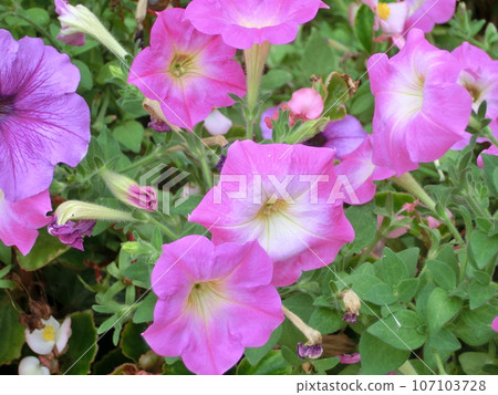 矮牽牛 粉紅色 花朵 107103728