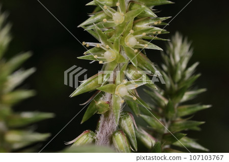 天然植物 Hinatainokozuchi，花。許多小而不顯眼的花朵長在莖尖的穗狀花序中。 107103767