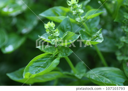 羅勒，薄荷家族的草本植物，是義大利美食中不可或缺的 107103793