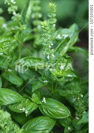 Basil an herb from the mint family that is Stock Photo