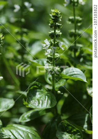 Basil, an herb from the mint family that is essential to Italian cuisine Basil, an herb from the mint family that is essential to Italian cuisine 107103822