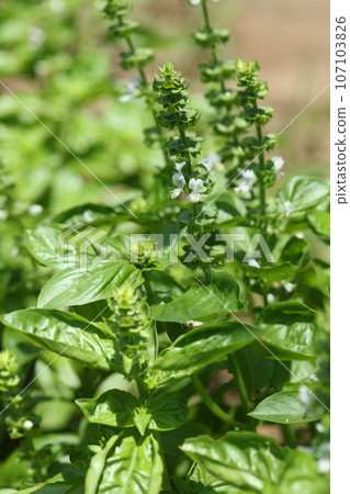 羅勒，薄荷家族的草本植物，是義大利美食中不可或缺的 107103826