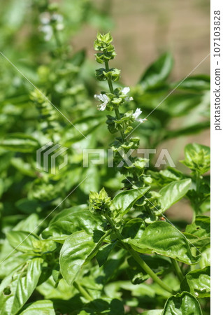 Basil, an herb from the mint family that is essential to Italian cuisine 107103828