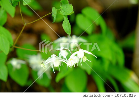 White Ikari grass flowers [Tsukui, Sagamihara City, April] 107103829