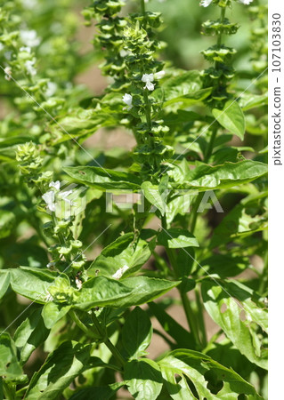 Basil, an herb from the mint family that is essential to Italian cuisine Basil, an herb from the mint family that is essential to Italian cuisine 107103830