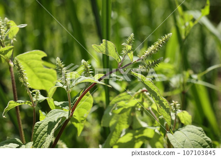 天然植物Hinatainokozuchi,九月陽光明媚的空地。許多花朵出現在淡紅色莖的尖端。 天然植物Hinatainokozuchi,九月陽光明媚的空地。許多花朵出現在淡紅色莖的尖端。 107103845