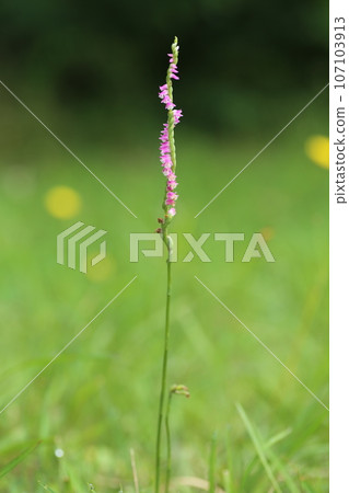 Nejibana flowers, a plant belonging to the orchid family, growing in the lawn Nejibana flowers, a plant belonging to the orchid family, growing in the lawn 107103913