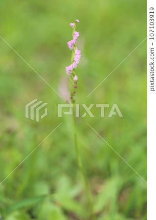 Nejibana flowers, a plant belonging to the orchid family, growing in the lawn Nejibana flowers, a plant belonging to the orchid family, growing in the lawn 107103919