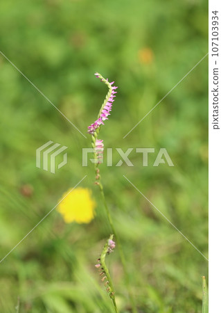 Nejibana 花,屬於蘭科植物,生長在草坪上 Nejibana 花,屬於蘭科植物,生長在草坪上 107103934