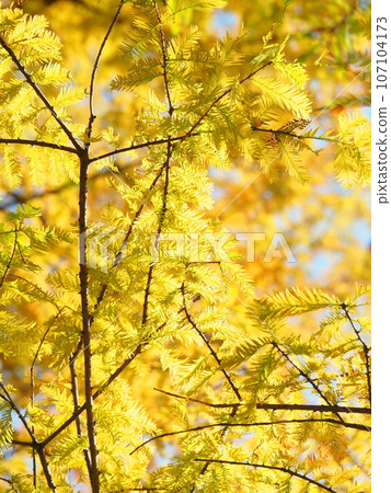 Yellow fallen pine leaves Yellow fallen pine leaves 107104173