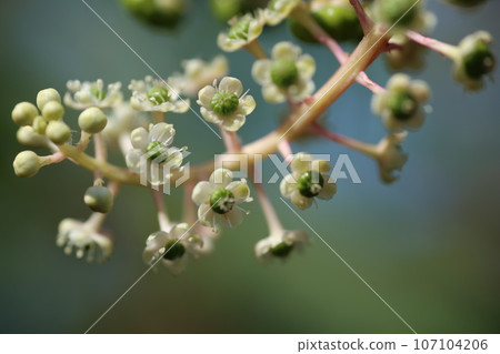 Flowers and small fruits of Yamagobo blooming in midsummer Flowers and small fruits of Yamagobo blooming in midsummer 107104206
