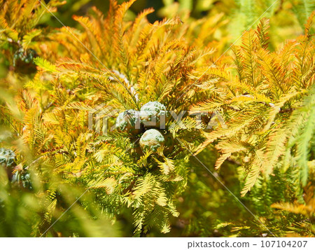 Yellowed leaves and fruits of Rakusho Yellowed leaves and fruits of Rakusho 107104207