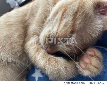Sleeping cat Sleeping cat 107104237
