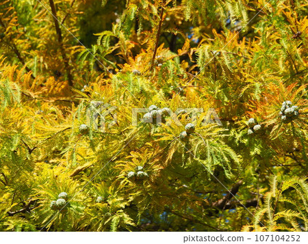 Yellowed leaves and many fruits Yellowed leaves and many fruits 107104252