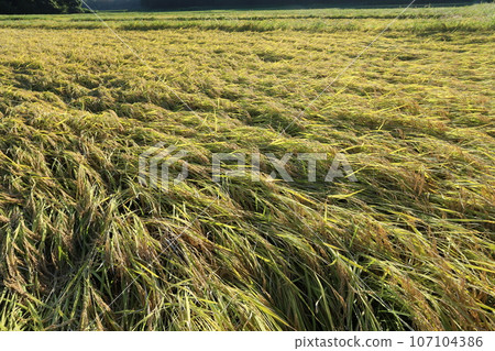 Rice plants fell down due to rain just before harvesting. Rice plants fell down due to rain just before harvesting. 107104386