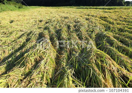 Rice plants fell down due to rain just before harvesting. Rice plants fell down due to rain just before harvesting. 107104391