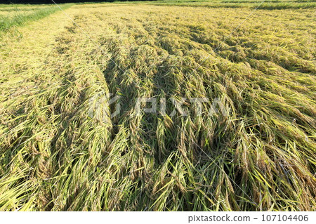 Rice plants fell down due to rain just before harvesting. 107104406