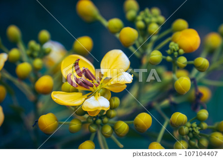 Close-up details of beautiful yellow flowers of the Cassia tree or Cassia garrettiana Craib, a type of tree that thrives in tropical environments with high humidity 107104407