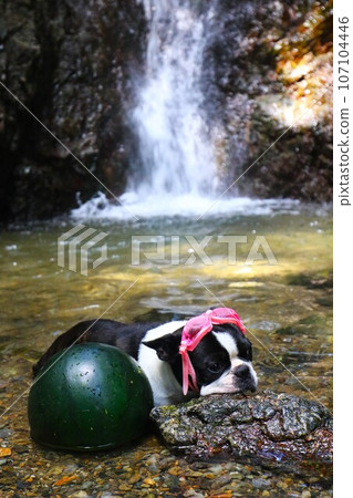 波士頓梗犬 Mighty 戴著護目鏡在毛呂山町獅子瀑布看冰鎮西瓜♡ 107104446