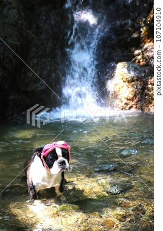 戴著護目鏡的波士頓梗犬 Mighty 在毛呂山町獅子瀧溪流中游泳♡ 戴著護目鏡的波士頓梗犬 Mighty 在毛呂山町獅子瀧溪流中游泳♡ 107104910